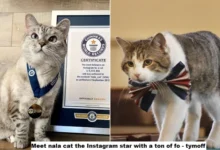 Meet Nala Cat: the Instagram star with a ton of followers – Tymoff