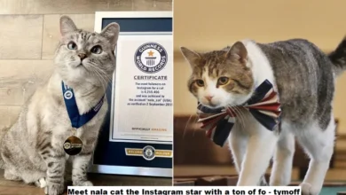 Meet Nala Cat: the Instagram star with a ton of followers – Tymoff